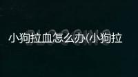 小狗拉血怎么辦(小狗拉蟲子怎么辦)