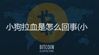 小狗拉血是怎么回事(小狗拉膿血是怎么回事)