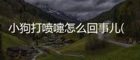 小狗打噴嚏怎么回事兒(小狗連打噴嚏怎么回事)