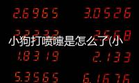 小狗打噴嚏是怎么了(小狗打噴嚏什么情況)
