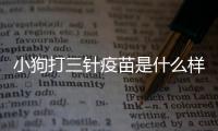 小狗打三針疫苗是什么樣的啊(小狗打三針疫苗分別是什么)