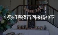 小狗打完疫苗回來(lái)精神不好怎么辦？小狗打完疫苗回來(lái)精神不好怎么回事
