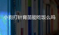 小狗打針育苗能吃飯么嗎？狗狗打疫苗能不能吃東西