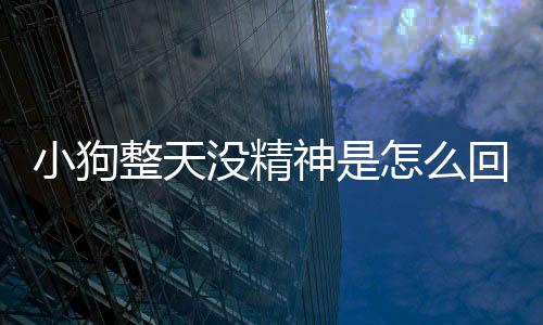 小狗整天沒精神是怎么回事?(小狗整天睡覺沒精神)