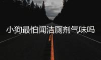 小狗最怕聞潔廁劑氣味嗎為什么？狗怕聞什么