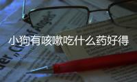 小狗有咳嗽吃什么藥好得快？小狗有咳嗽吃什么藥好的快