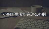 小狗斷尾沒(méi)斷完怎么辦啊？狗狗斷尾沒(méi)斷掉怎么辦