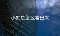 小狗是怎么看出來