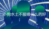 小狗水土不服喂什么藥好？小狗水土不服喂什么食物