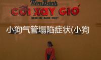 小狗氣管塌陷癥狀(小狗氣管不好怎么辦)