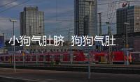 小狗氣肚臍  狗狗氣肚臍有什么危害
