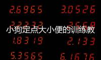 小狗定點(diǎn)大小便的訓(xùn)練教程  訓(xùn)練小狗定點(diǎn)大小便