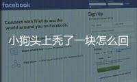 小狗頭上禿了一塊怎么回事(小狗頭上長疙瘩是怎么回事?)