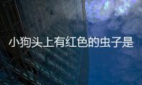 小狗頭上有紅色的蟲子是什么蟲？狗狗頭上有紅色的小疙瘩
