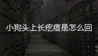 小狗頭上長疙瘩是怎么回事?？小狗頭上長了很多疙瘩