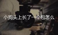 小狗頭上長了一個包怎么辦(小狗頭上長了一個包還出膿了)