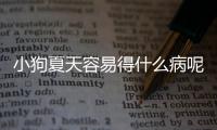 小狗夏天容易得什么病呢？小狗夏天容易得什么病毒