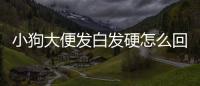 小狗大便發白發硬怎么回事？狗狗大便發白很硬