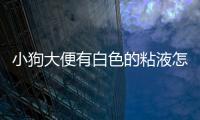小狗大便有白色的粘液怎么回事(小狗大便有白色的長條狀)