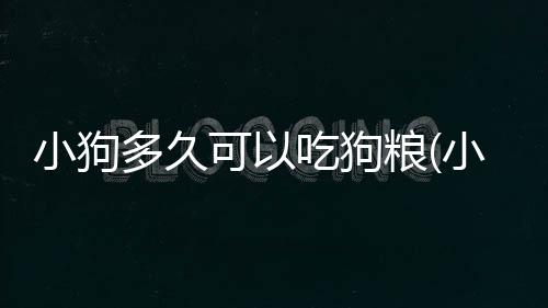 小狗多久可以吃狗糧(小狗出生多久可以吃狗糧)