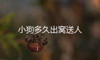 小狗多久出窩送人