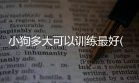 小狗多大可以訓練最好(小狗多大開始訓練合適)
