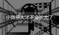 小狗多大才不會(huì)長(zhǎng)大了