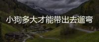 小狗多大才能帶出去遛彎(小狗多大才能憋尿)