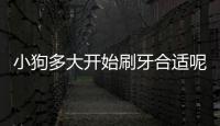 小狗多大開始刷牙合適呢？小狗多大可以開始刷牙