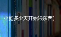 小狗多少天開始喂東西(小狗多少天喂食物)