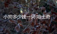 小狗多少錢一只(哈士奇小狗多少錢一只)