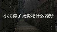 小狗得了腸炎吃什么藥好的快？小狗得了腸炎吃什么藥好得快