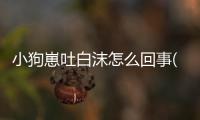 小狗崽吐白沫怎么回事(小狗崽嘔吐是怎么回事)