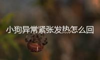 小狗異常緊張發熱怎么回事？狗狗緊張發抖怎么治療