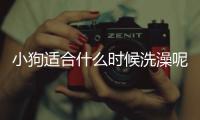 小狗適合什么時候洗澡呢？小狗適合什么時候洗澡比較好