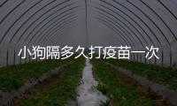 小狗隔多久打疫苗一次