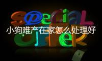 小狗難產在家怎么處理好？小狗難產在家怎么處理最好