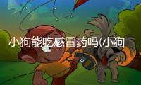 小狗能吃感冒藥嗎(小狗能吃奶粉嗎)