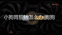 小狗胃扭轉(zhuǎn)怎么辦(狗狗胃扭轉(zhuǎn)手術(shù)風(fēng)險大嗎)