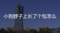 小狗脖子上長了個包怎么治療(小狗脖子下面的毛禿了)