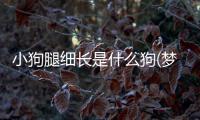小狗腿細長是什么狗(夢見大狗小狗是什么意思)