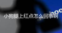 小狗腿上紅點怎么回事啊用什么藥(小狗腿上紅紅的是什么意思)