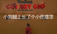 小狗腿上長(zhǎng)了個(gè)小疙瘩怎么回事(小狗腿上長(zhǎng)了個(gè)紅疙瘩)