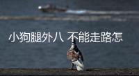 小狗腿外八 不能走路怎么辦？小狗腿外八 不能走路正常嗎