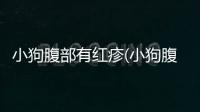 小狗腹部有紅疹(小狗腹部長了一個包)