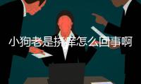 小狗老是撓癢怎么回事啊？小狗老是撓癢癢