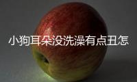 小狗耳朵沒洗澡有點(diǎn)丑怎么回事？狗狗耳朵洗不干凈