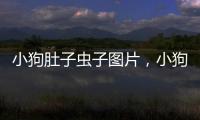 小狗肚子蟲子圖片，小狗肚子里有蟲會怎么樣