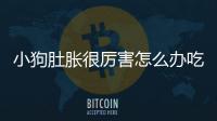 小狗肚脹很厲害怎么辦吃什么藥？小狗肚脹很厲害怎么辦呀