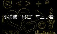 小狗被“吊在”車上，看似遭受虐待，主人卻大吐苦水：這狗沒法教